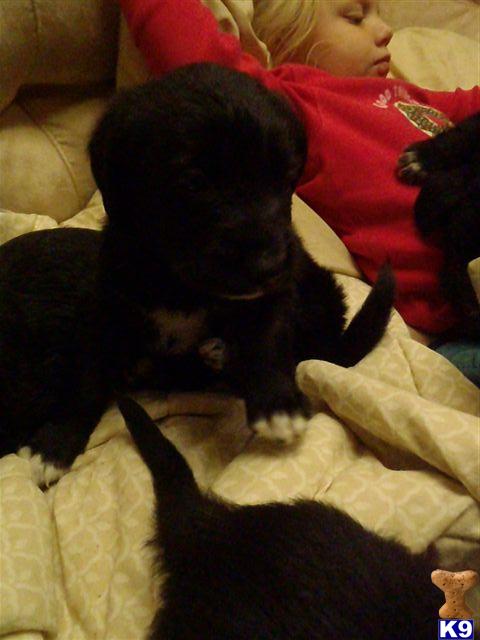 Labradoodle Puppies BLACK, ready for CHRISTMAS